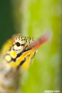 Close up and shallow PipeFish by William Loke 
